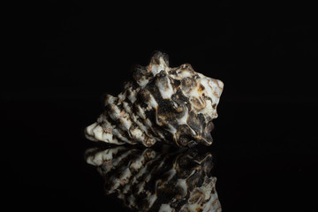 One whole dark prickly mollusc shell isolated on black glass