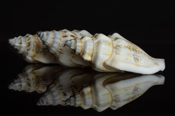 Group of three whole mollusc shell in row isolated on black glass