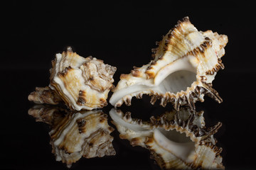 Group of two whole prickly mollusc shell isolated on black glass