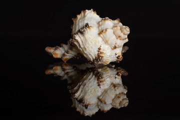 One whole prickly mollusc shell isolated on black glass