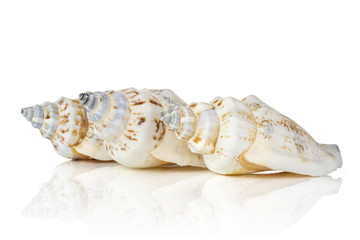 Group of three whole mollusc shell marine isolated on white background