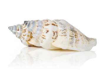 Group of two whole marine mollusc shell isolated on white background