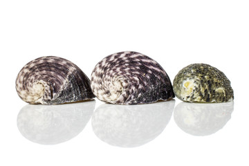 Group of three whole neritiform mollusc shell in row isolated on white background