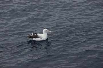 Fototapeta na wymiar giant albatross