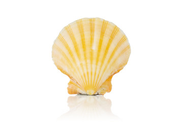 One whole light yellow mollusc shell isolated on white background