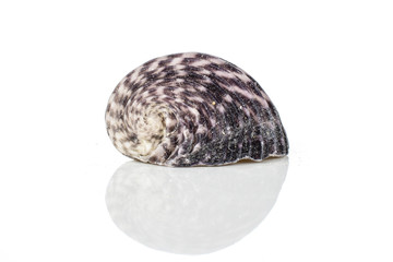 One whole neritiform mollusc shell isolated on white background