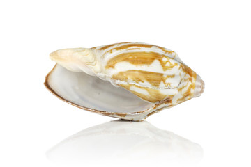 One whole mollusc shell with ocher waves isolated on white background