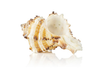 One whole mollusc shell empty with ocher spikes isolated on white background