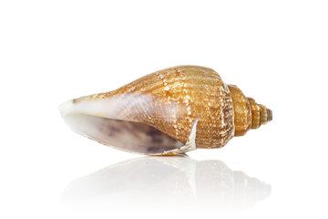 One whole mollusc shell ocher conic isolated on white background