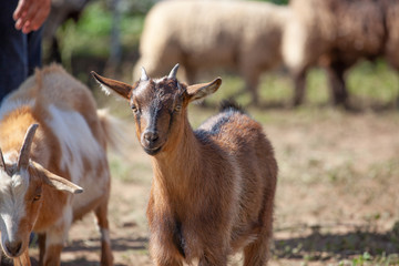 Goat With Other Livestock Animals