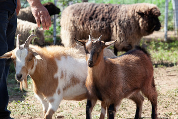 Fototapeta premium Goat With Other Livestock Animals
