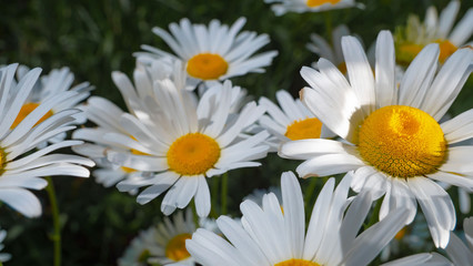 Chamomiles in the summer field close-up