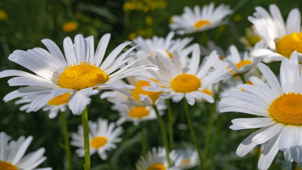 Fototapeta premium Chamomiles in the summer field close-up