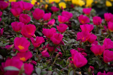Portulaca Flowers