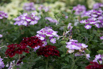 Verbina Flowers