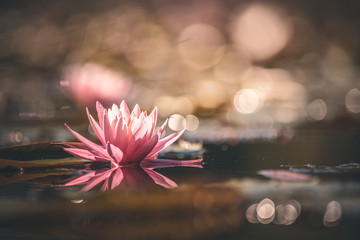 Water Lily Floating On The Water