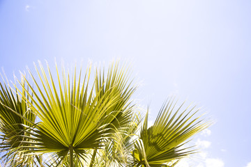 Sunny Palm