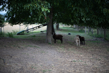 Spaziergang von Dorf zu Dorf