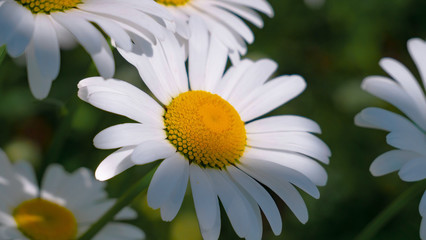 Fototapeta premium Chamomiles in the summer field close-up