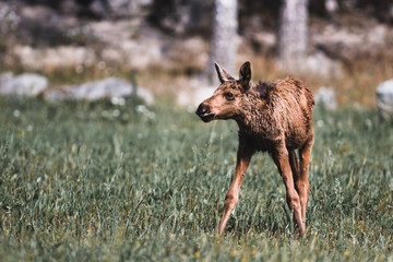 Startled Moose Calf in Open Field