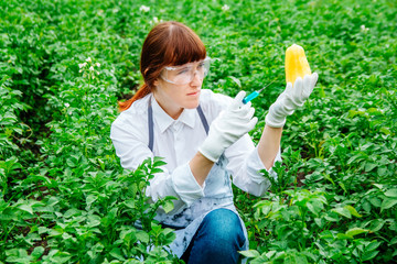 Scientist biologist in a lab coat and protective gloves introduces a blue liquid into the...