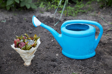 Bouquet of rotten fruits and wilted flowers planted in the ground as a symbol of an attempt to resume human relations