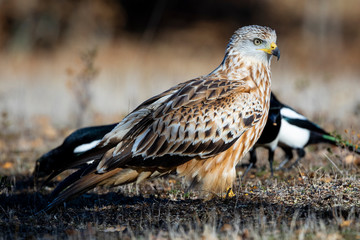 Comet (Milvus Milvus) feeding on the ground between magpies. Spain