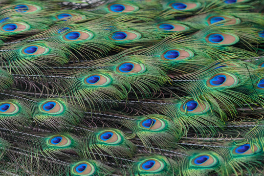 Colorful peacock feathers as background or backdrop