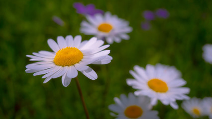 Chamomiles in the summer field close-up