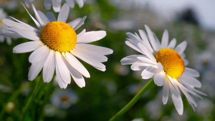 Fototapeta premium Chamomiles in the summer field close-up