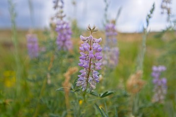 Flowers at the Paint Mines