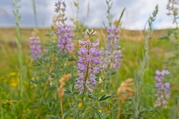 Flowers at the Paint Mines