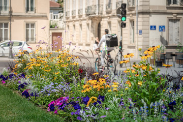 Fleur en centre ville