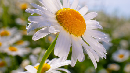 Chamomiles in the summer field close-up