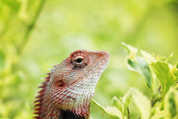 Macro photo of a chameleon