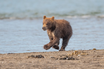 Ruling the landscape, brown bears of Kamchatka (Ursus arctos beringianus)