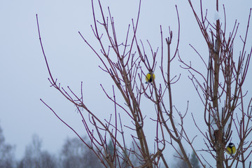 Group of yellow birds sitting on the tree branches