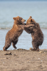 Ruling the landscape, brown bears of Kamchatka (Ursus arctos beringianus)