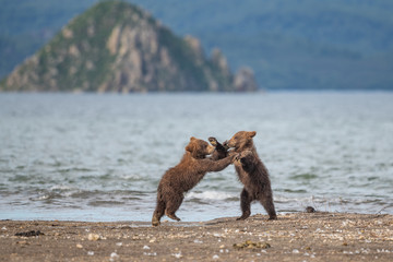 Ruling the landscape, brown bears of Kamchatka (Ursus arctos beringianus)