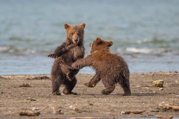 Ruling the landscape, brown bears of Kamchatka (Ursus arctos beringianus)