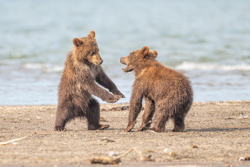 Obraz premium Ruling the landscape, brown bears of Kamchatka (Ursus arctos beringianus)