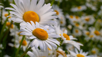 Fototapeta premium Chamomiles in the summer field close-up