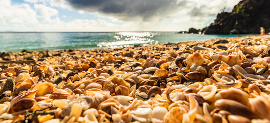 St. Barth’s Island (St. Bart’s Island), Caribbean Close-up photo shells on the Shell Beach in...