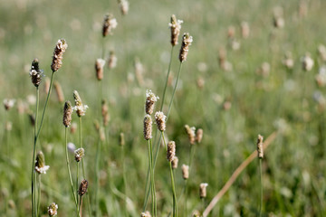 Brown butterfly pattern in a flower full of grass fields