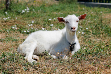 white little goat lies on the green grass