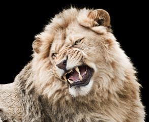 Furious young lion isolated on black background