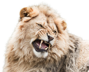 Furious young male lion isolated on white background