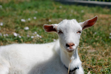 white little goat on green grass