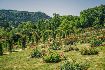 Rosenneuheitengarten rose garden in Baden Baden