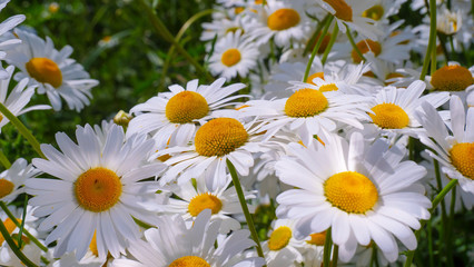 Obraz premium Chamomiles in the summer field close-up
